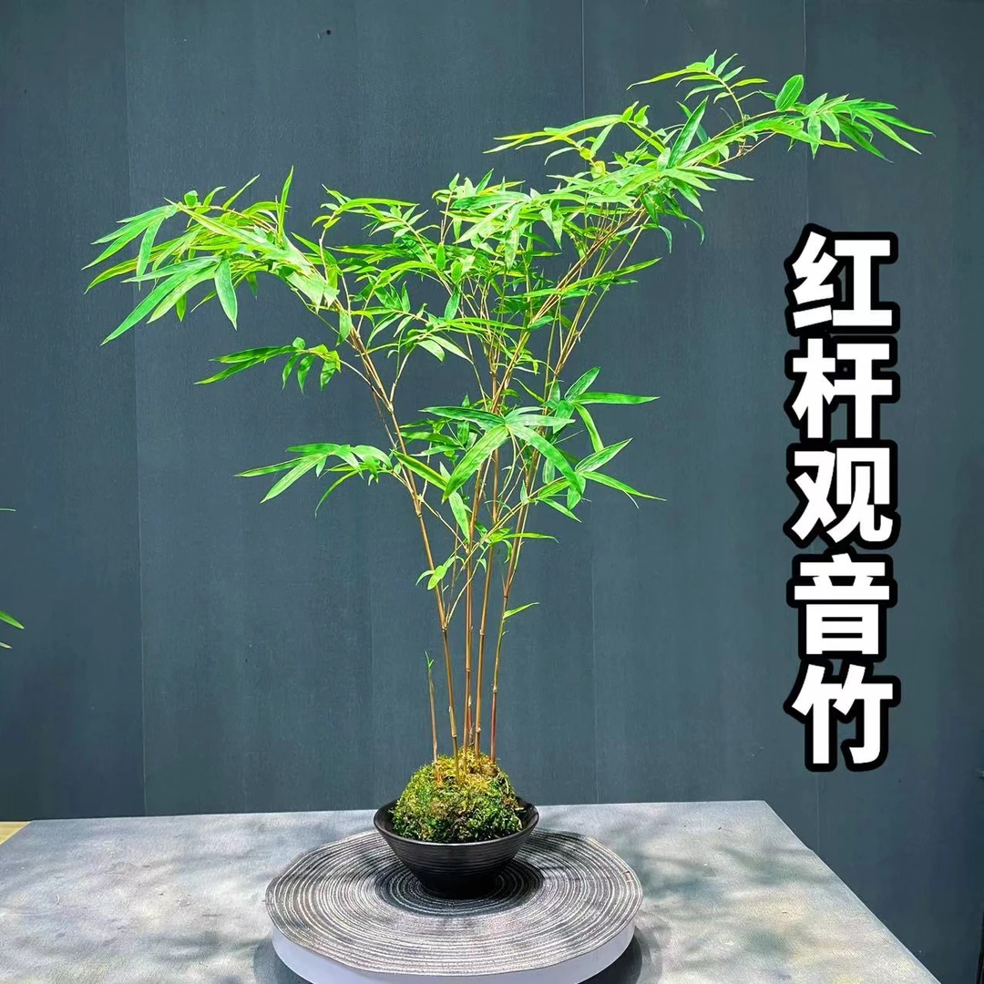 【水培苔藓球】鸿运竹3-4杆室内盆栽养护迷你翠绿盆栽茶桌竹子绿植