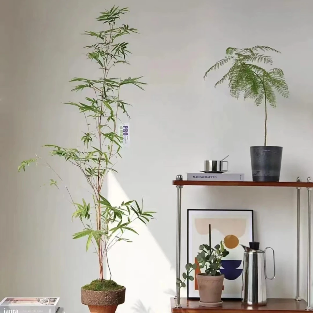 精品老桩红杆观音竹鸿运竹土培水培造景盆栽植物基地直发竹子绿植