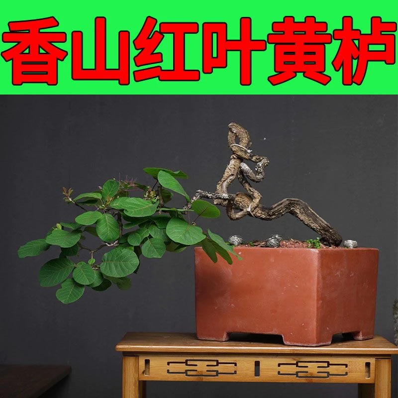 黄栌、红栌、原盆原土直播间一物一拍
