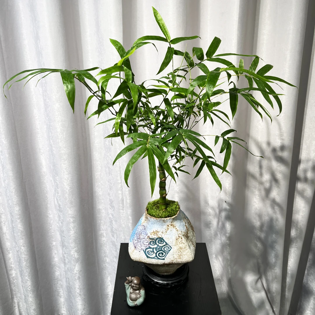 单杆佛肚竹桌面好养护绿植老桩盆景佛肚竹室内茶桌办公桌爆款盆景