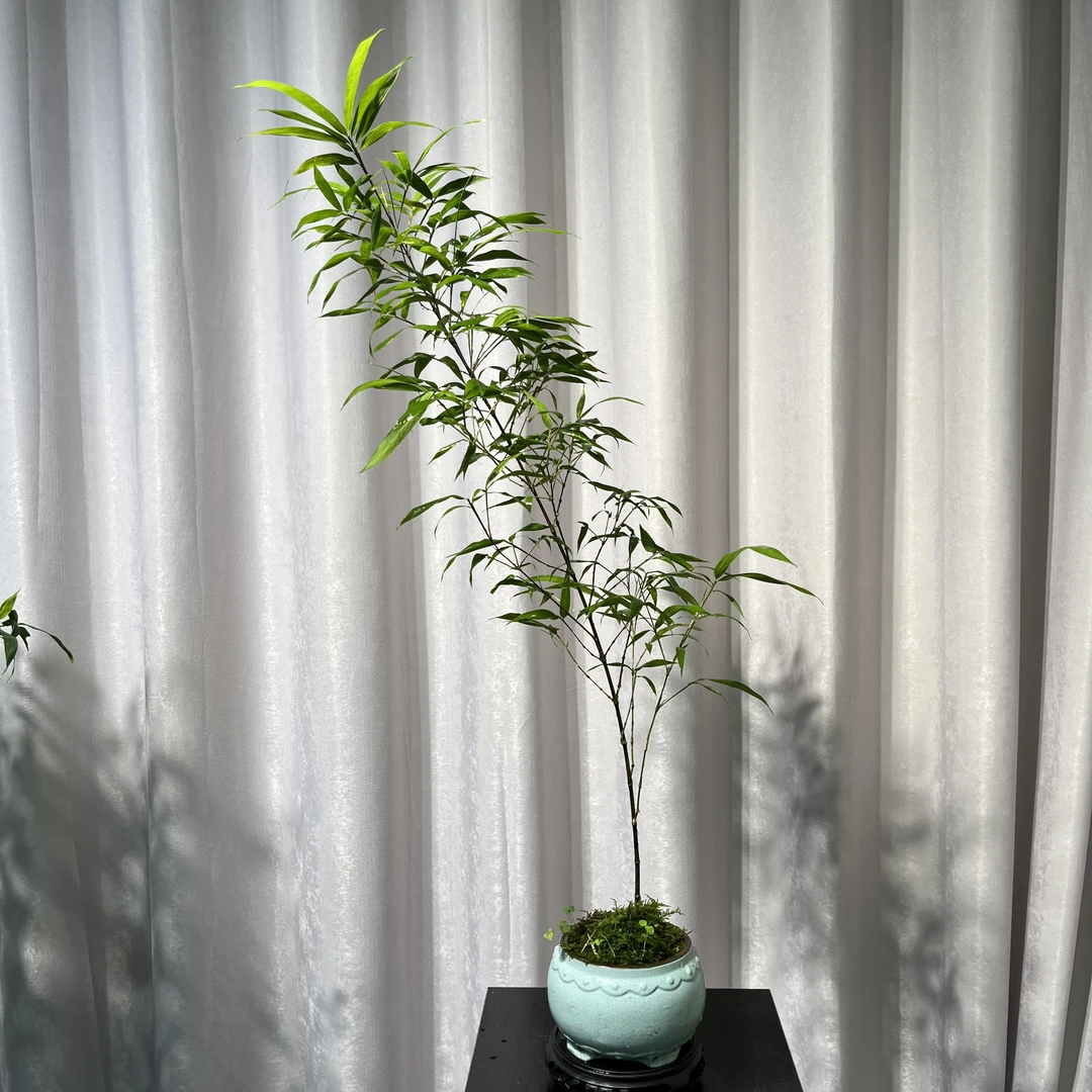 紫寒竹室内桌面盆景飘枝意境寒竹桌面绿植观赏竹盆景高级养护