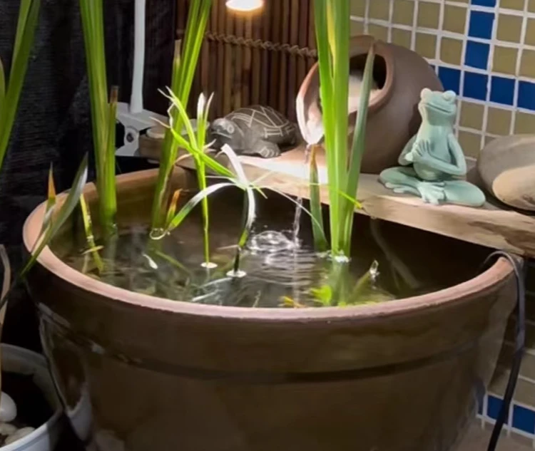 陶缸造景养鱼缸生财门海荷花缸阳台庭院中式缸古法养鱼中式