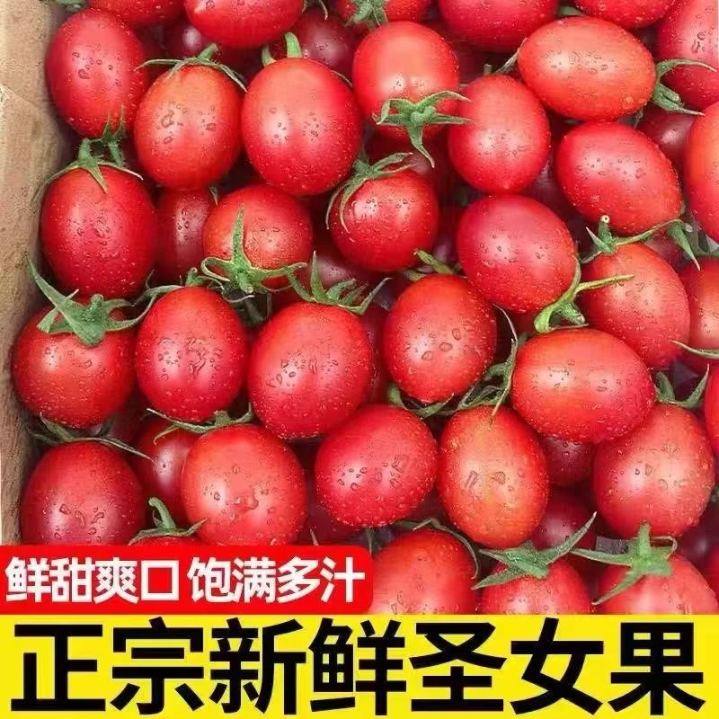 正宗广西圣女果5斤小番茄蔬菜孕妇水果新鲜西红柿现摘整箱9