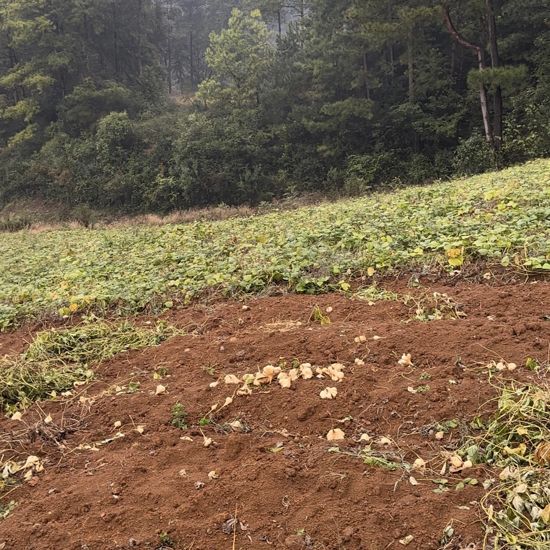 贵州高山农家自种地萝卜凉薯土地瓜