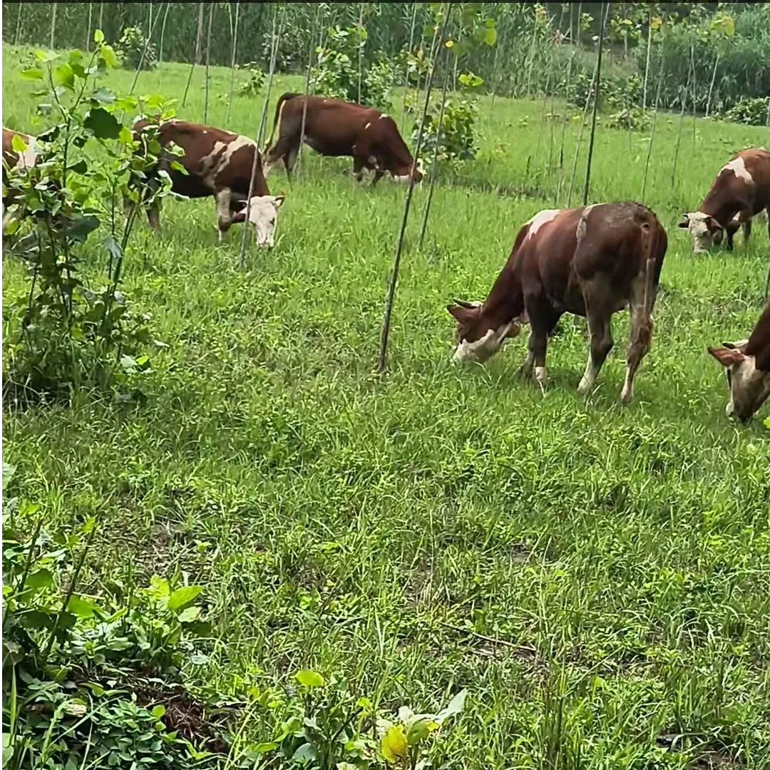 正宗农村放养牛肉