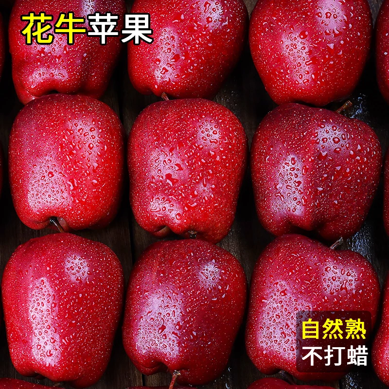 甘肃天水花牛苹果5斤水果新鲜当季整箱蛇粉面孕妇平安果应季包邮
