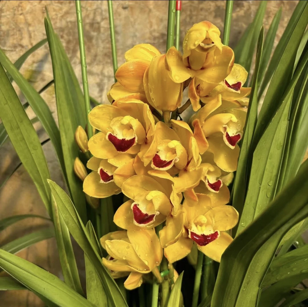 大花蕙兰【金玉满堂】 带花发货（坏盆不售后）