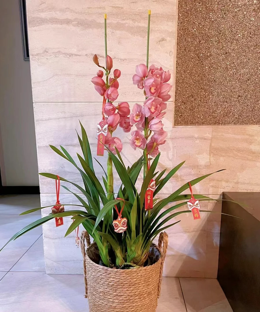 大花蕙兰【福娘】 基地直发带花带花苞颜值精品(坏盆不售后)
