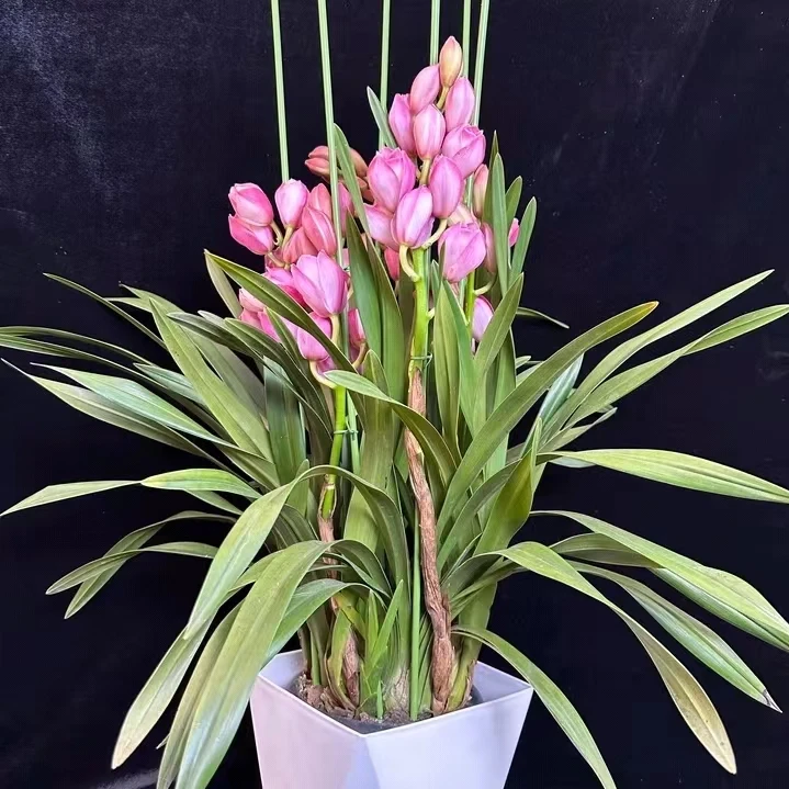 大花蕙兰【六朝金粉】 基地直发带花带花苞颜值精品(坏盆不售后)