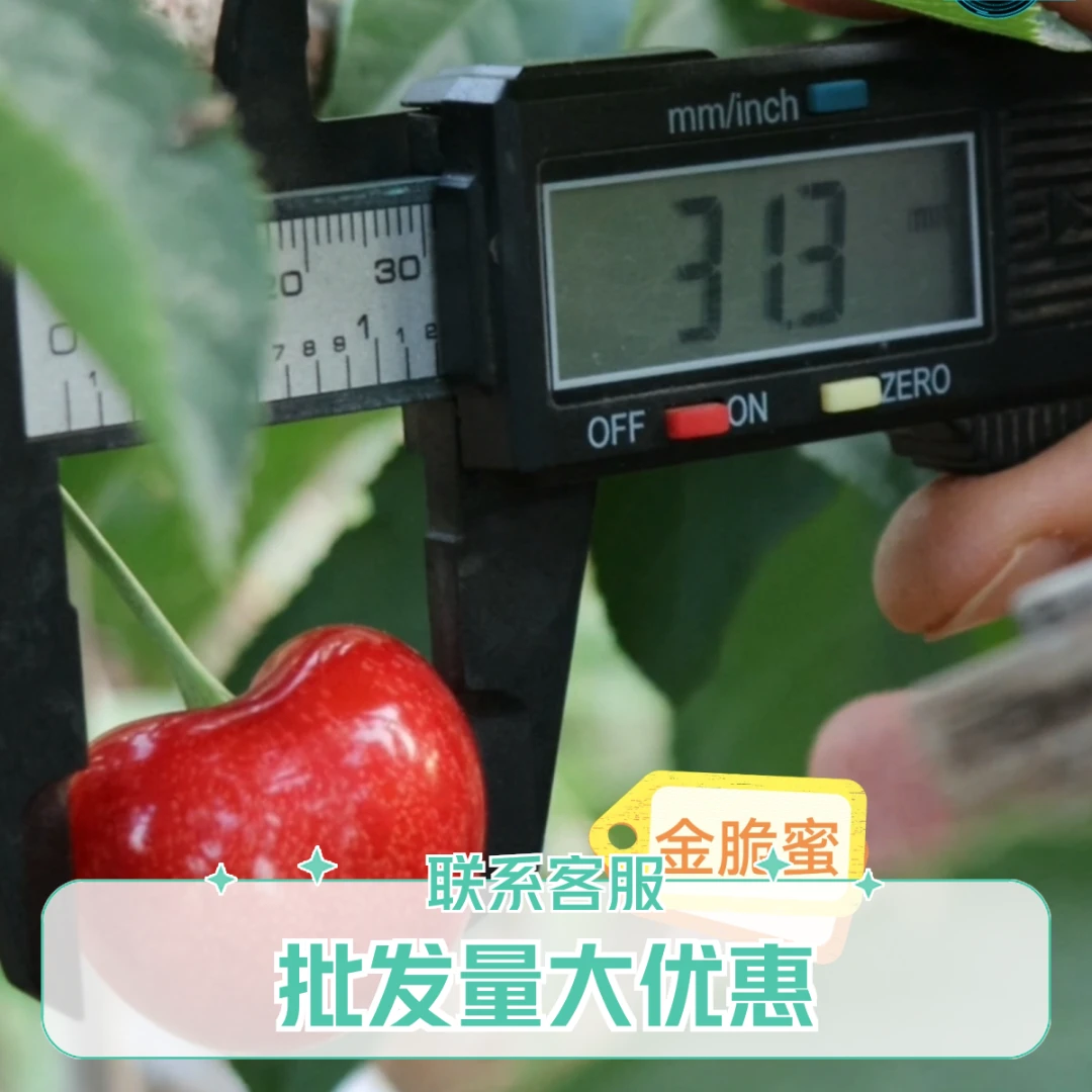 金脆蜜5棵以上批发链接 当年苗 量大找客服改优惠价