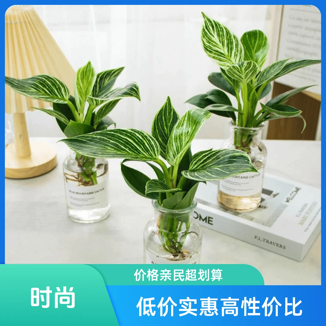 铂金钻水培植物室内客厅卧室好养易活网红懒人花卉盆栽D