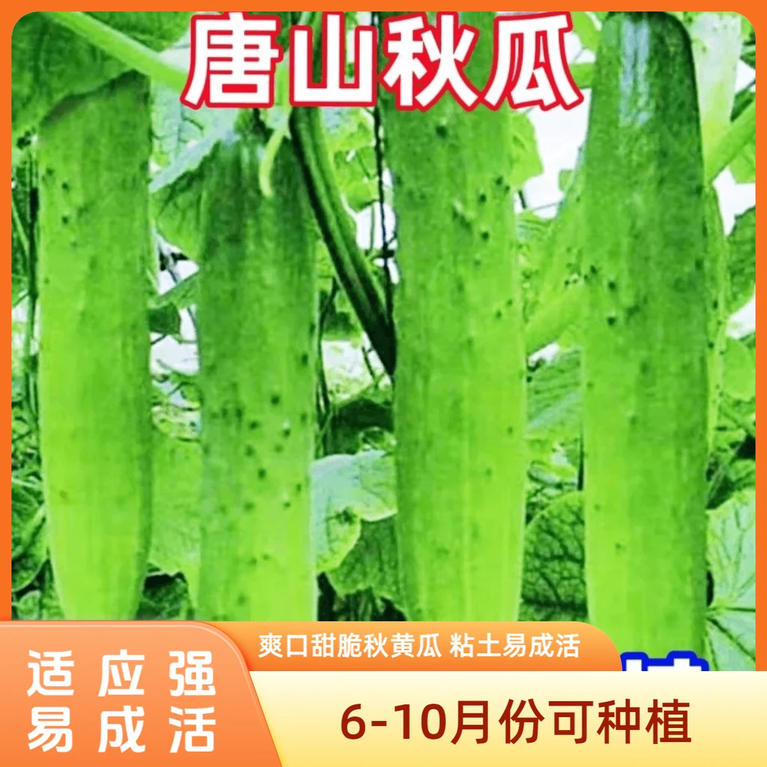唐山秋瓜种子秋黄瓜高产水果黄瓜阳台小院春秋季易播种蔬菜种子E