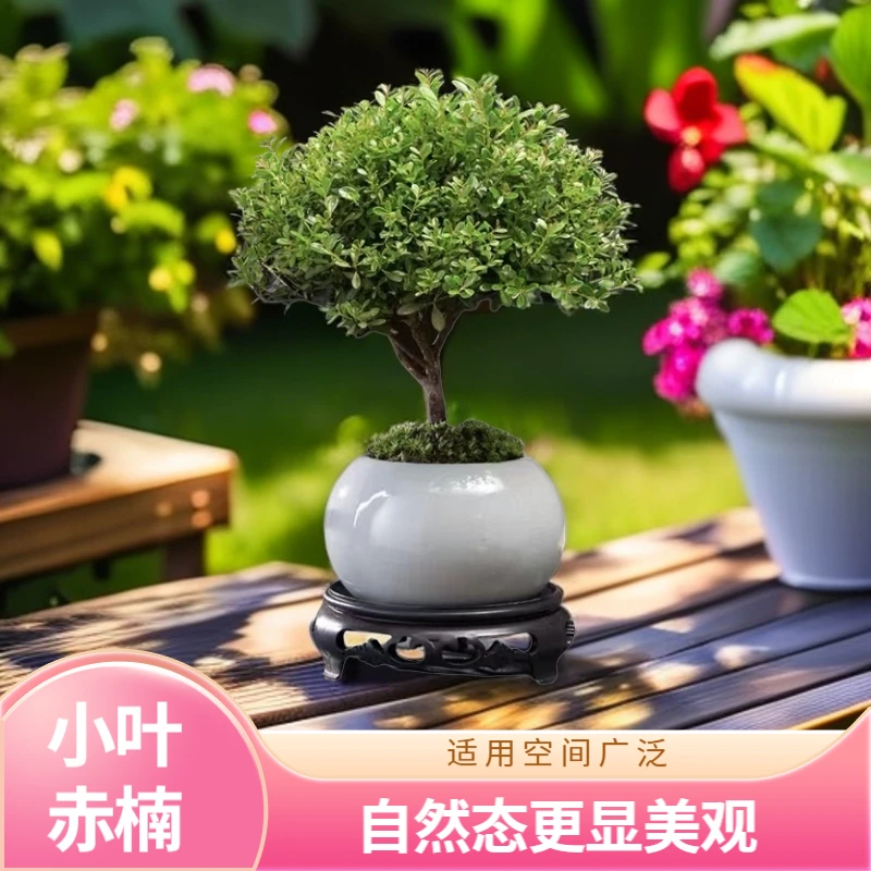 小叶赤楠书香气息茶桌盆景清新美观迷你室内外种植D2