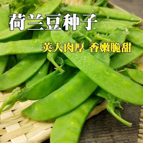 【矮生双花双荚荷兰豆种子】菜甜菜豌豆种四季蔬菜种青豆种子种植K
