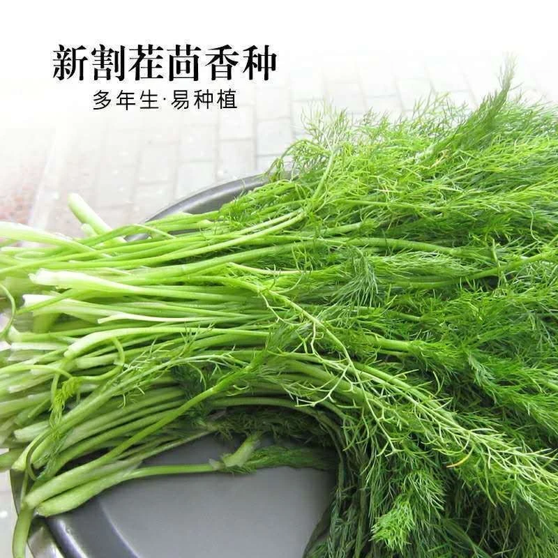 割茬茴香种子多次采收割茬小叶茴香秋冬种秋冬耐寒