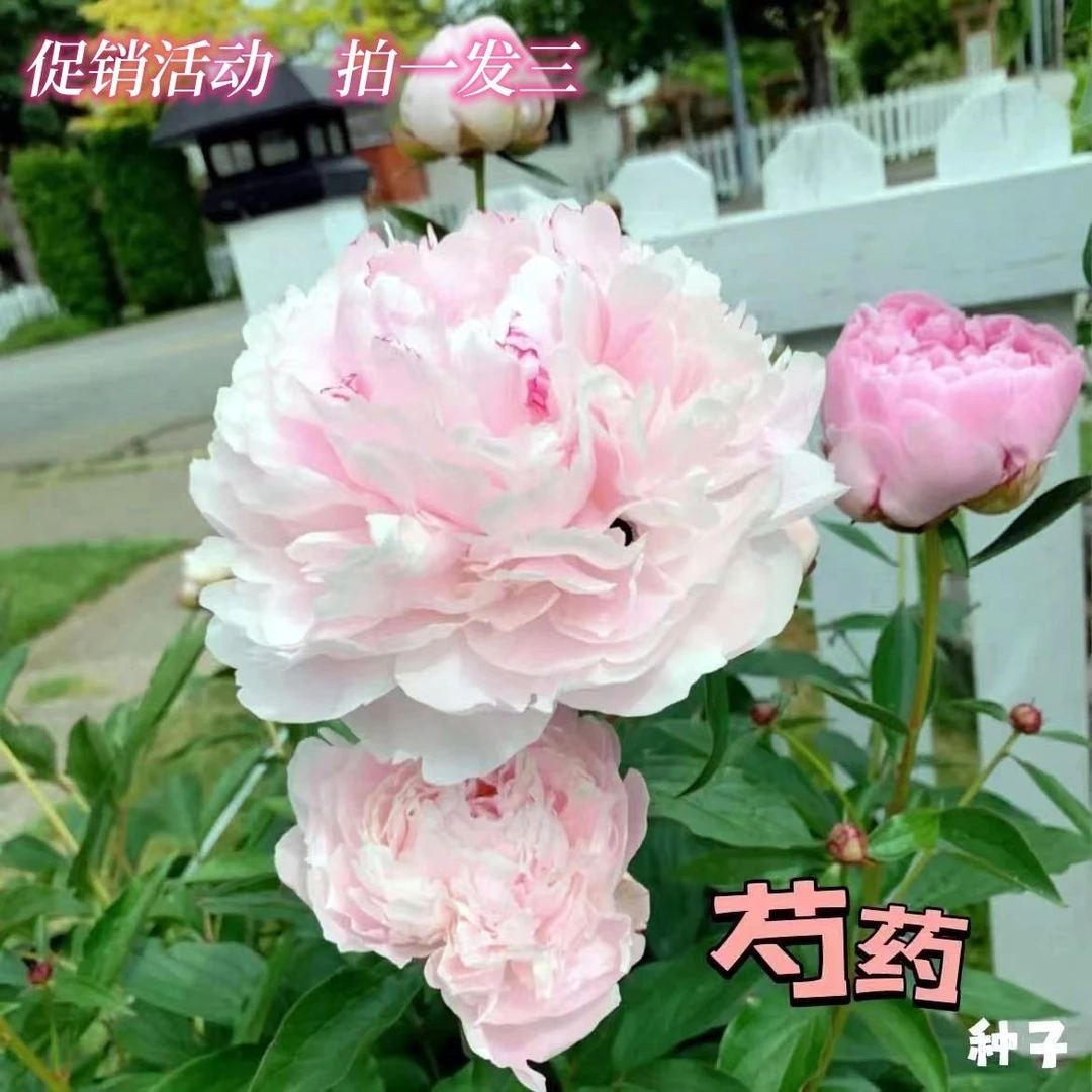 秋冬种植进口芍药花种子耐寒阳台室外庭院白芍药秋冬种秋冬耐寒