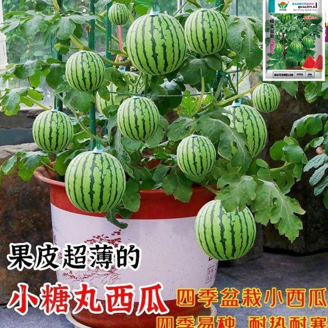 超甜水果蜂蜜小西瓜种子阳台庭院盆栽薄皮西瓜无籽小种秋冬耐寒