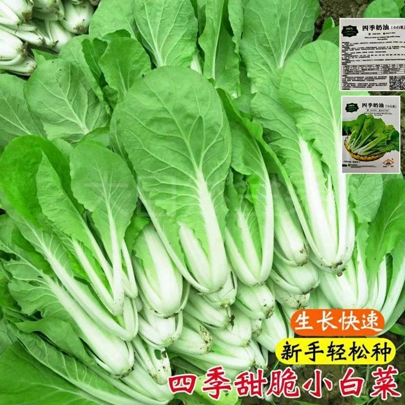 奶油小白菜种子速生快菜早熟小青菜种籽四季秋冬种秋冬耐寒