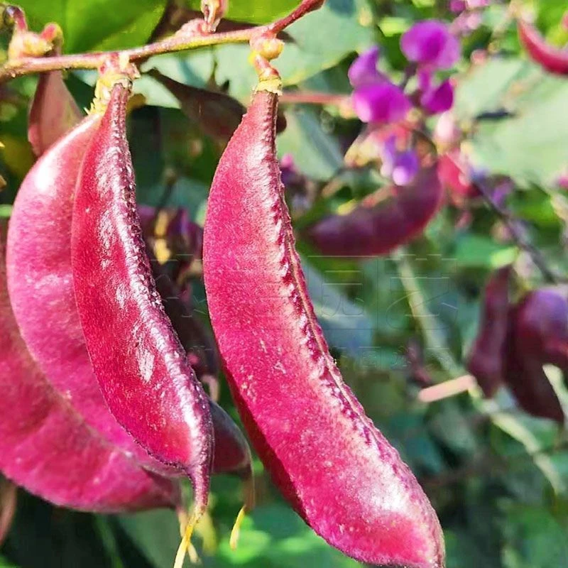 紫眉豆种子紫扁豆蛾眉豆蔬菜豆类种子品种阳秋冬种秋冬耐寒