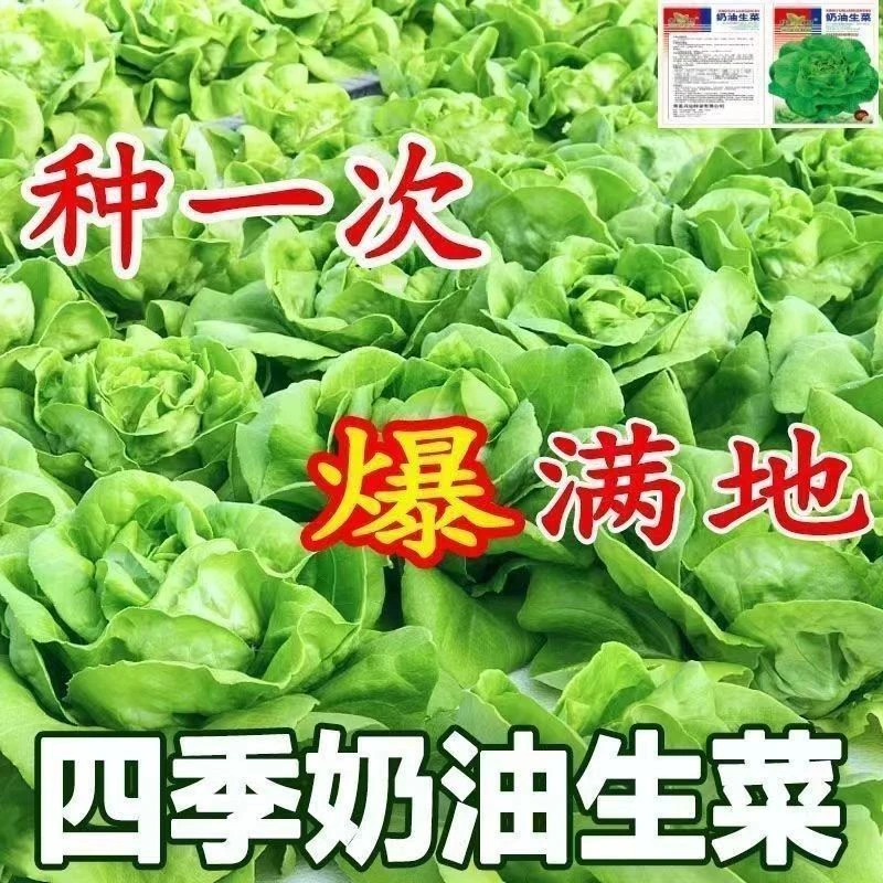 四季奶油生菜种子 农家田园阳台盆栽耐热可生秋冬种秋冬耐寒