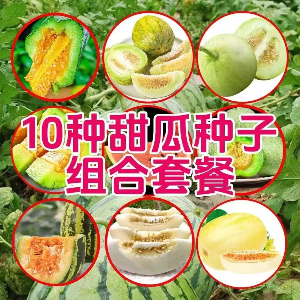 【甜瓜香瓜合集】羊角蜜瓜种籽甜瓜蔬菜种孑甜早熟薄皮香瓜种