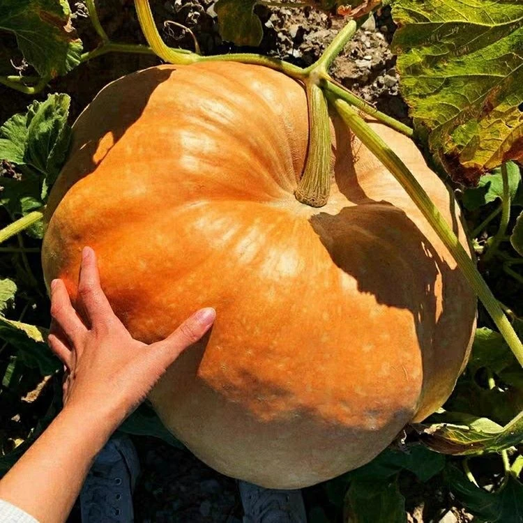 无蔓南瓜种子肉质甘绵南瓜种籽庭院菜园大田秋冬种秋冬耐寒
