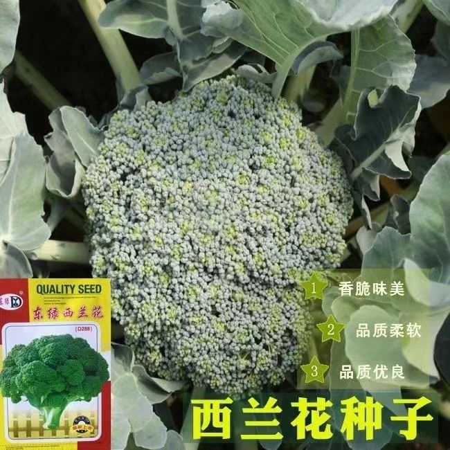 新种西兰花种子春夏秋季花椰菜籽耐热抗寒四季秋冬种秋冬耐寒