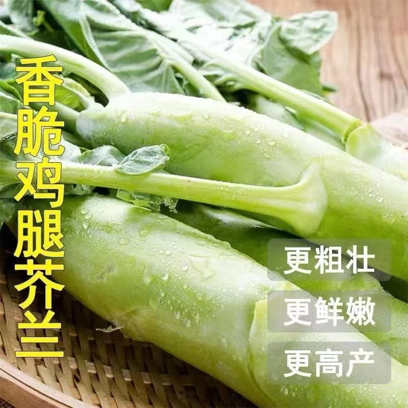 鸡腿芥兰菜种子大芯芥兰芥蓝菜种籽耐热蔬菜秋冬种秋冬耐寒