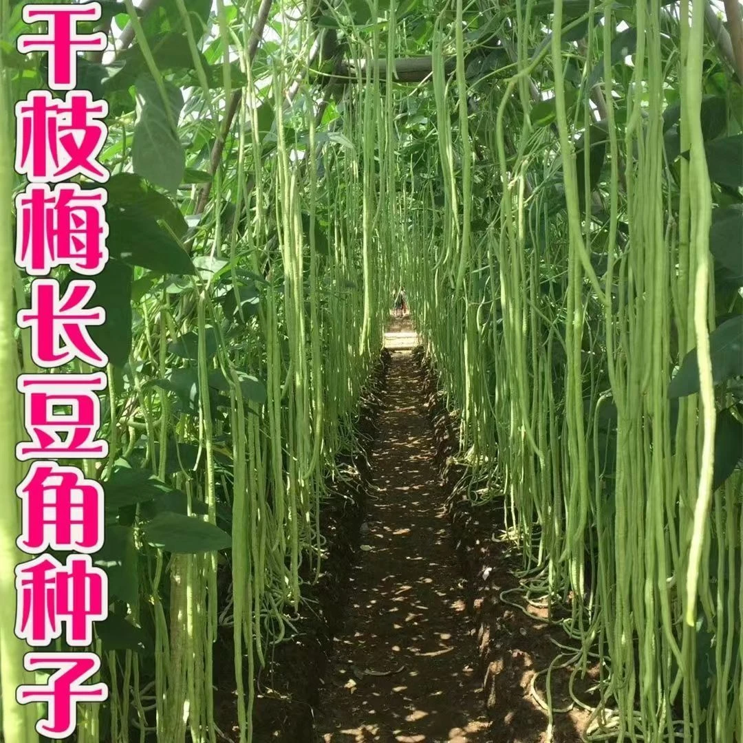 干枝梅特长豆角种子早熟抗病长豆角种子四季秋冬种秋冬耐寒