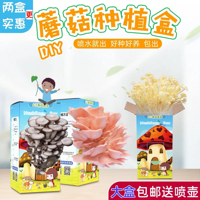 蘑菇种植包儿童新鲜蘑菇盒子diy菌包种植包平菇种植小学生观察盒