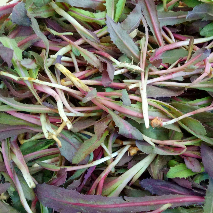 东北山野菜新鲜曲麻菜苦菜芽退火菜蘸酱菜