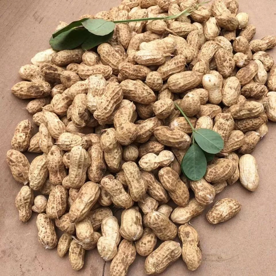 【东北花生】辽宁农产品新鲜带壳花生湿花生可水煮吃顺丰包邮
