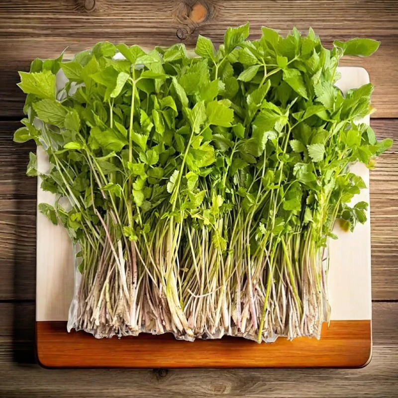 东北新鲜大叶芹辽宁食用山野菜山芹菜1斤2斤3斤