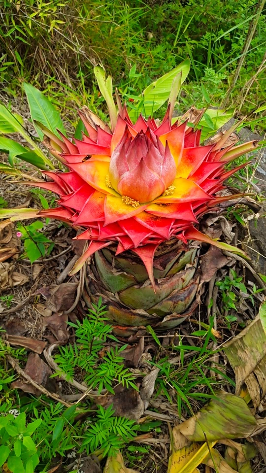 紫莲千瓣莲带花好栽易活绿植花卉盆栽地涌金莲芭蕉花