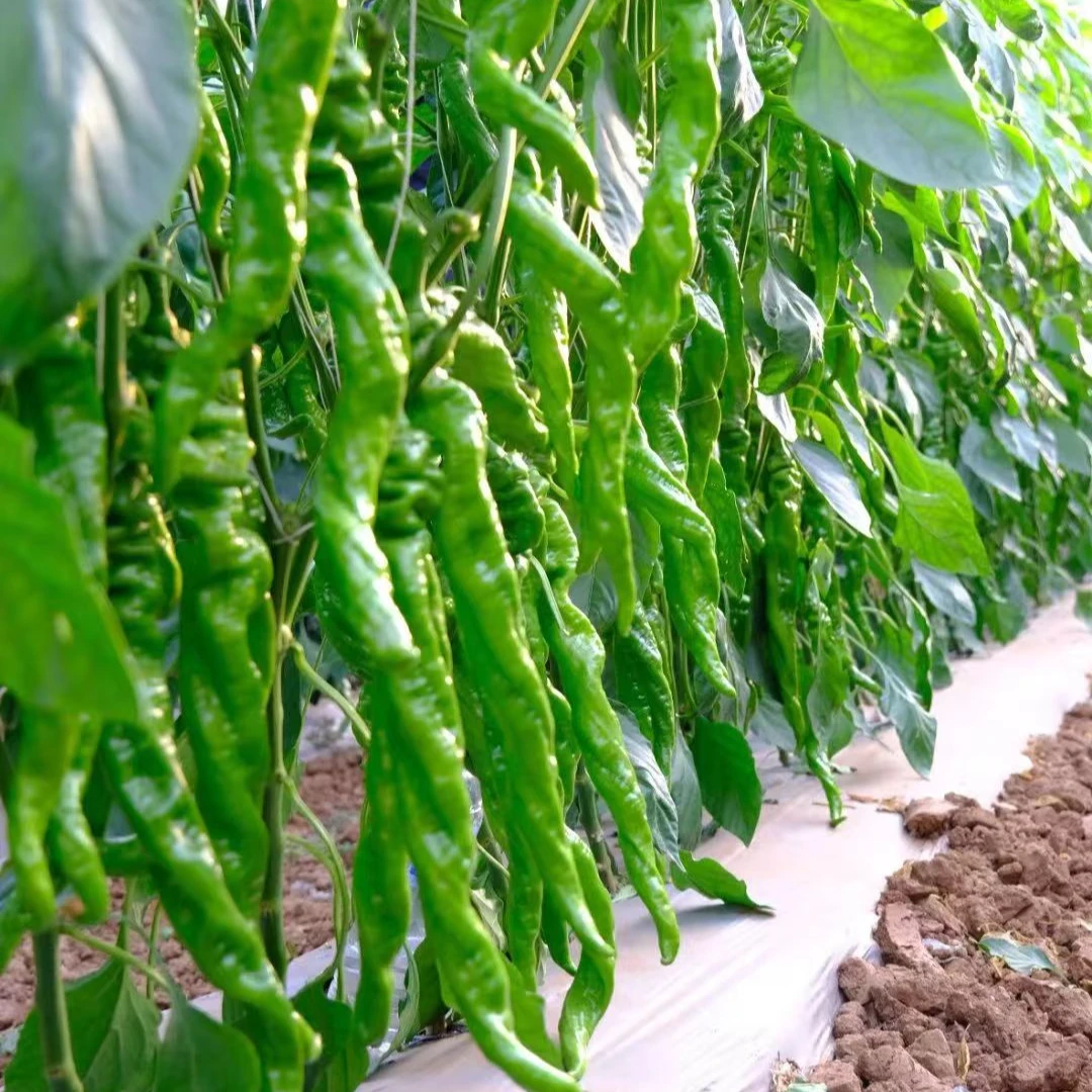 鑫丰向【鑫龙0252】高秧大果螺丝椒种籽抗性强高产蔬菜种子