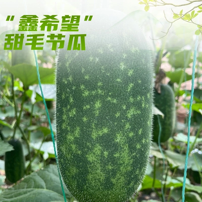 鑫丰向【鑫希望】毛节瓜种子小冬瓜阳台庭院早熟易种蔬菜种籽