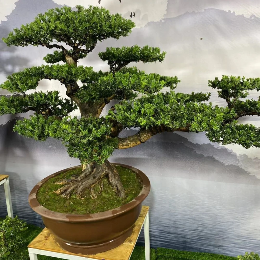 恋园盆景21台湾金钻罗汉松盆景盆栽菊花红芽罗汉松迎客景观真树