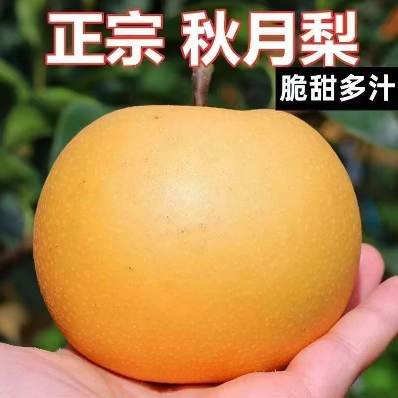 【现摘现发】正宗山东秋月梨脆甜多汁现摘现发彩箱发货
