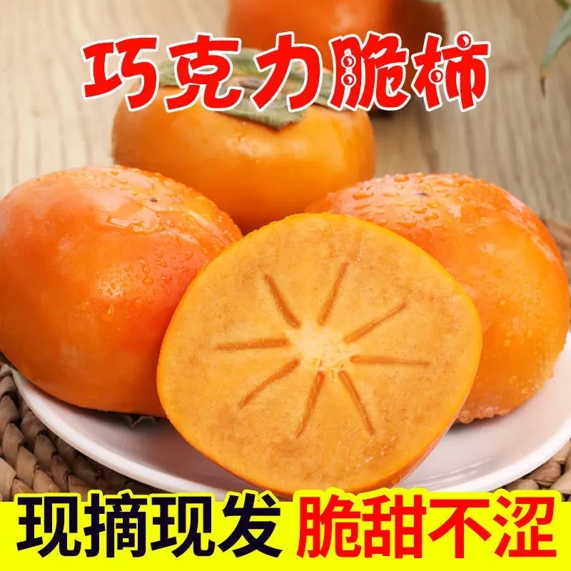 【现摘现发】正宗阳丰巧克力脆柿甜柿子彩箱发货4.5斤净重纯甜