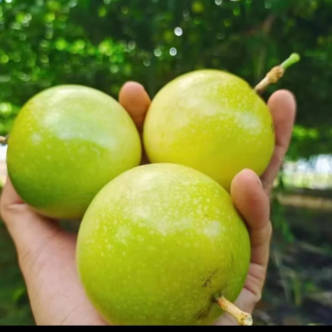 百香果一斤