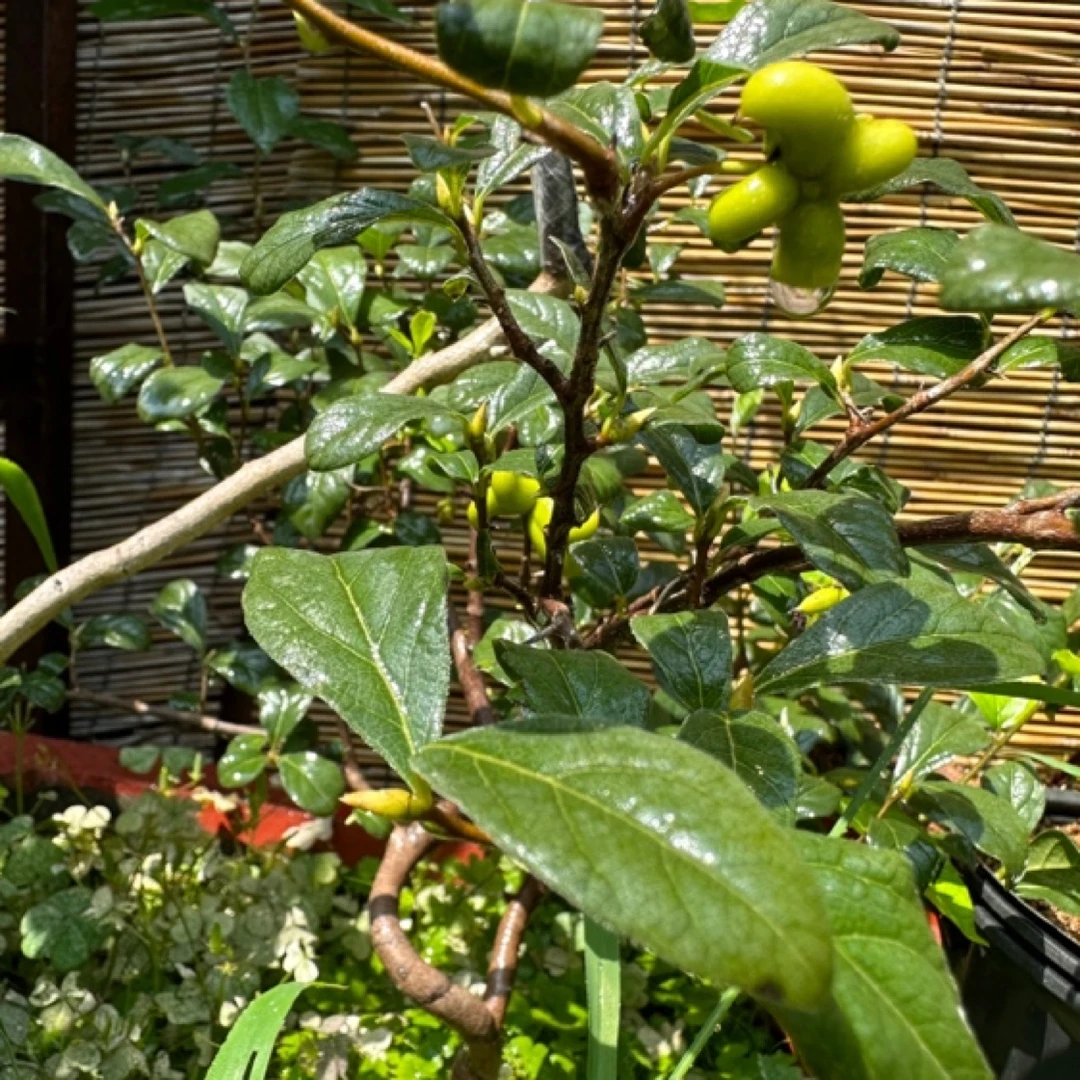 【七亩七源头产地】老鸦柿品种四季桂花果盆栽盆景圆叶正宗庭院阳台