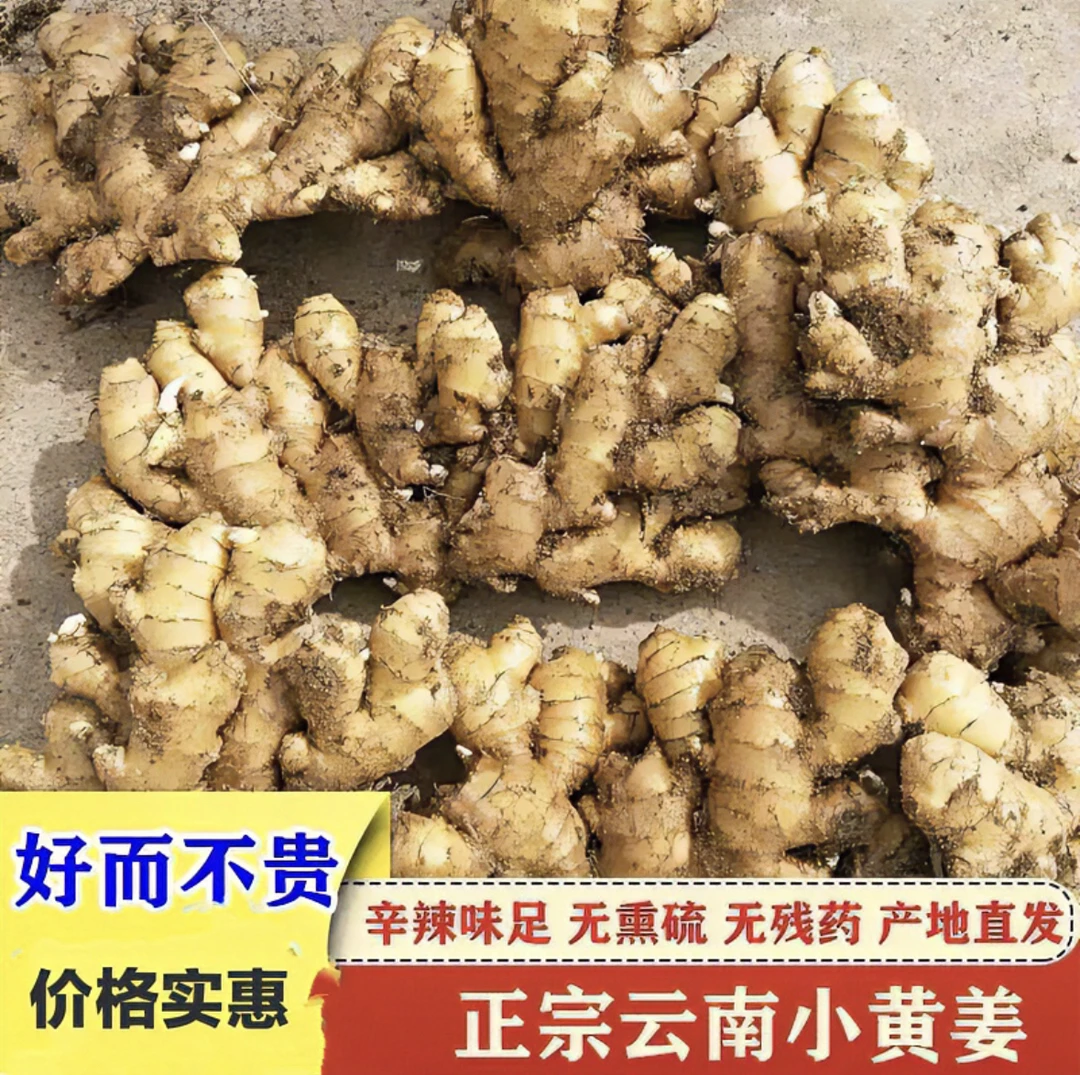 云南正宗小黄姜2年老姜月子姜称重坏果包赔食用姜味浓郁云南姜姜