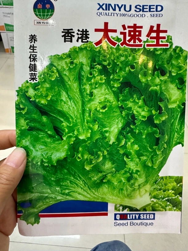 美国大素生菜种子