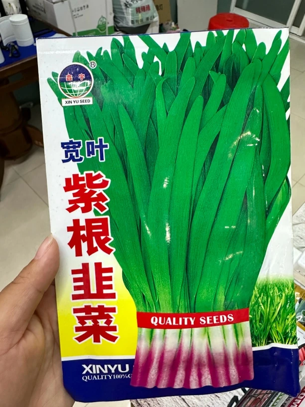 宽叶紫根韭菜种子