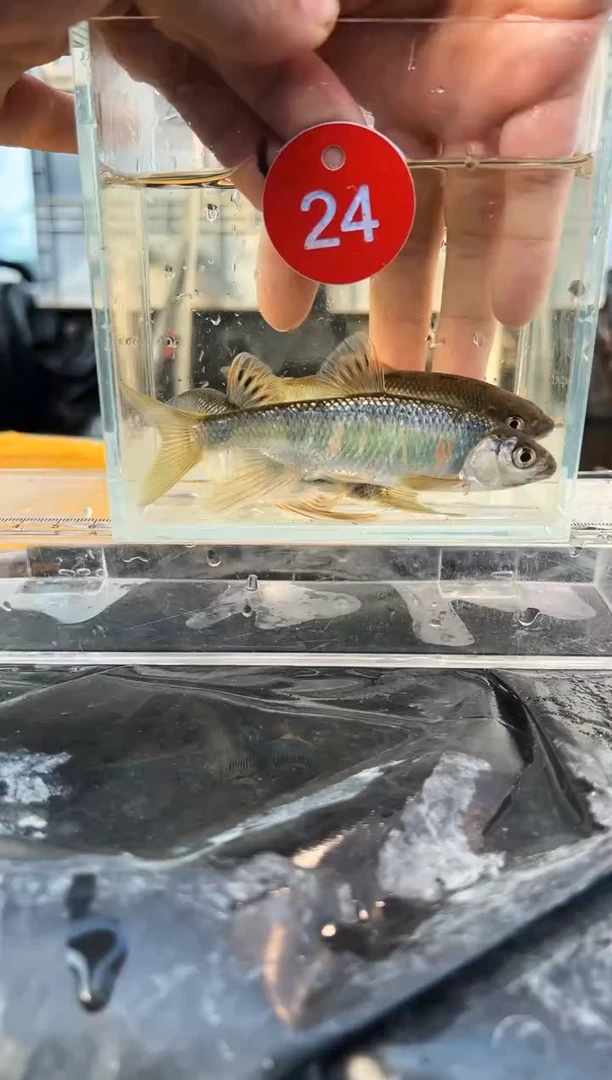 【闪购商品】紫印母鱼热带鱼公10-13左右  24号