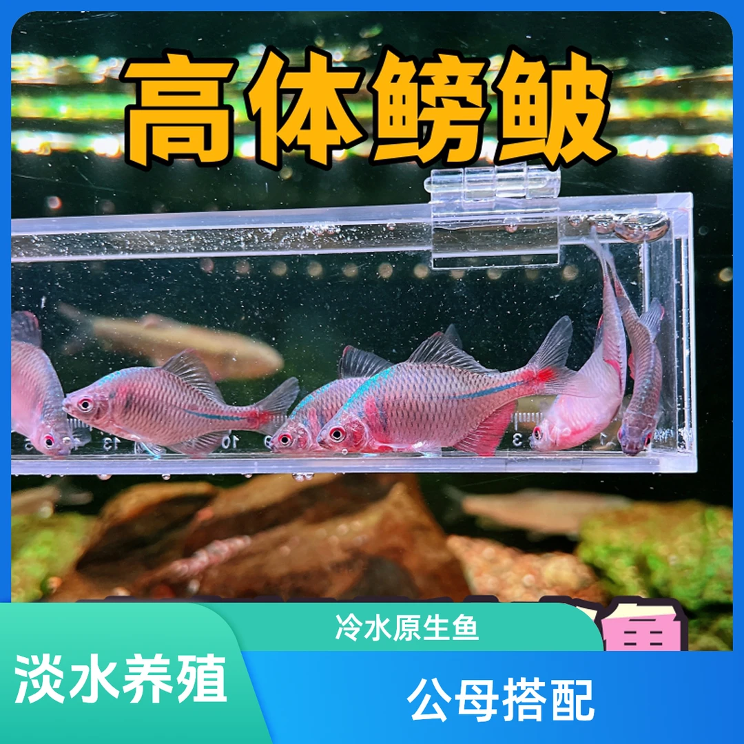 高体鳑鲏冷水原生鱼好饲养不用加温