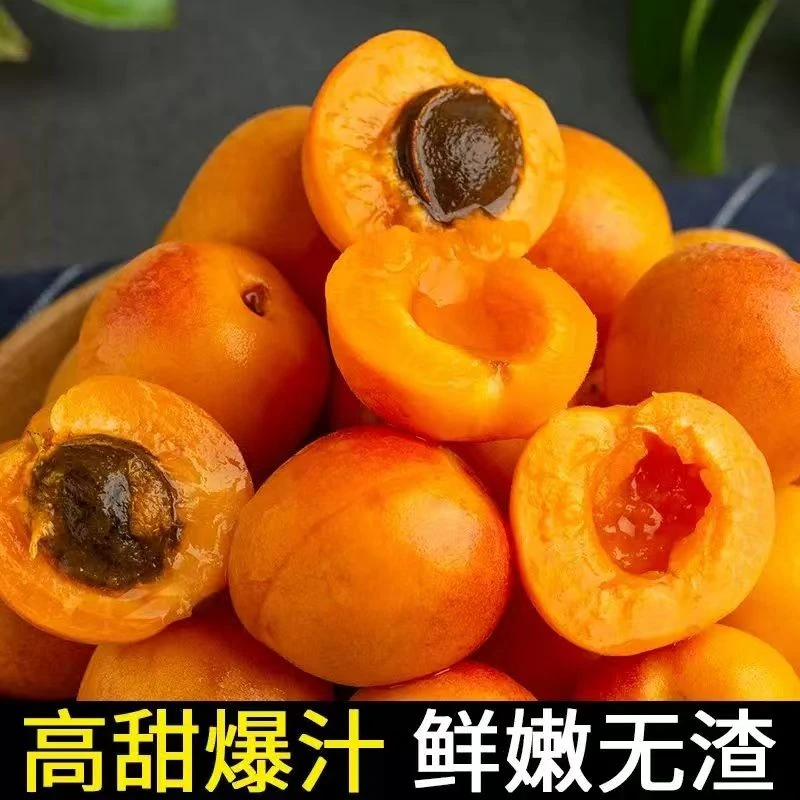 新疆阿克苏吊杆小红杏