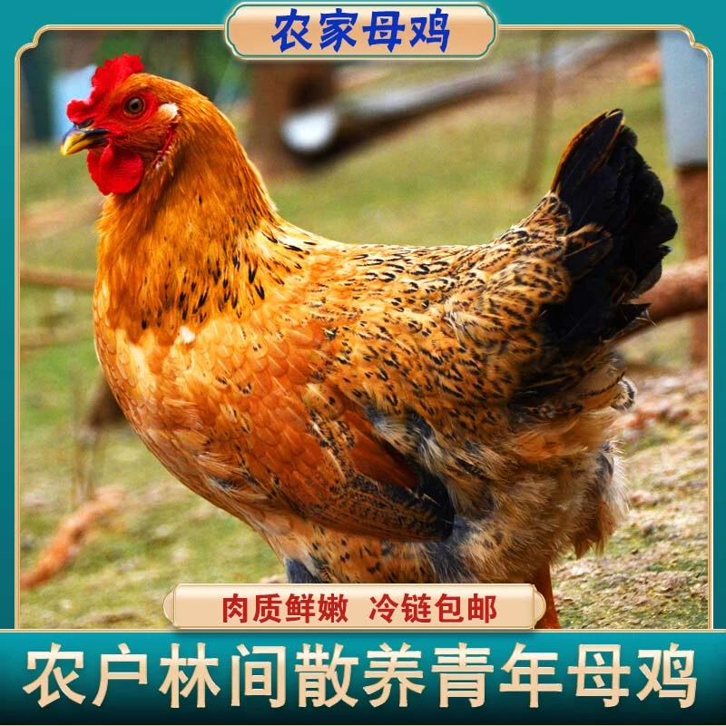 【拍1送1】农家生态2年半散养黄油老母鸡新鲜土鸡 顺丰 带内脏5-6斤