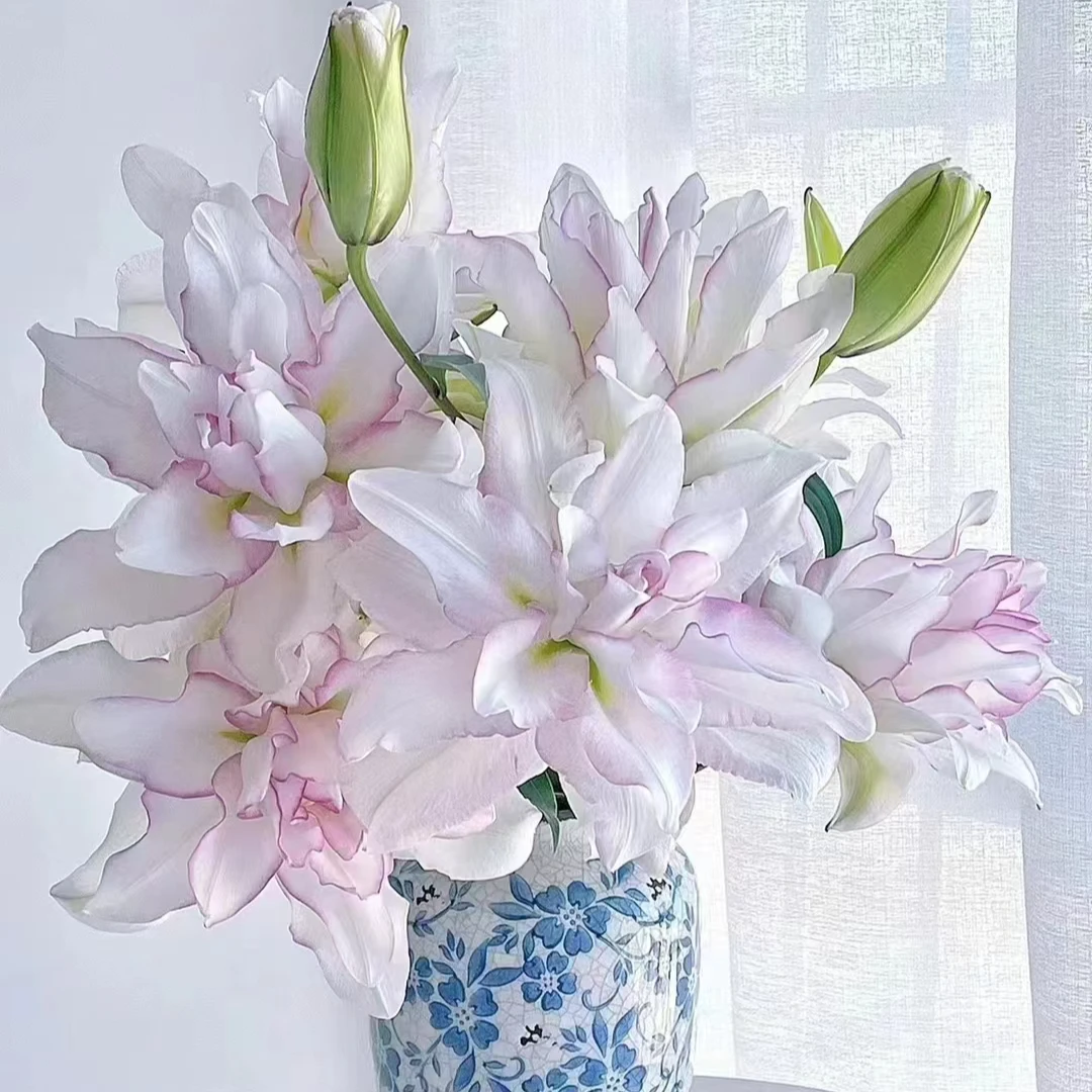 百花盛开 香水百合多头重瓣冰美人云南昆明直发水养(全场冷链包邮