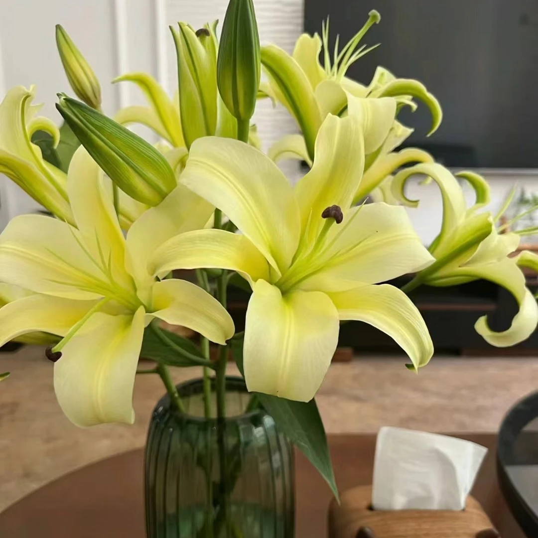 黄天霸香水百合 水养 云南鲜花百合花